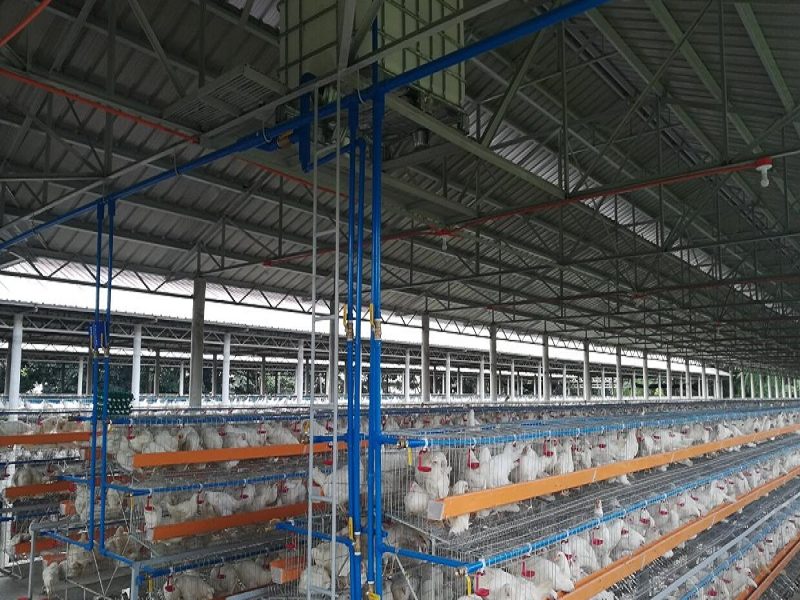 Nhà máy thiết bị chăn nuôi gia cầm